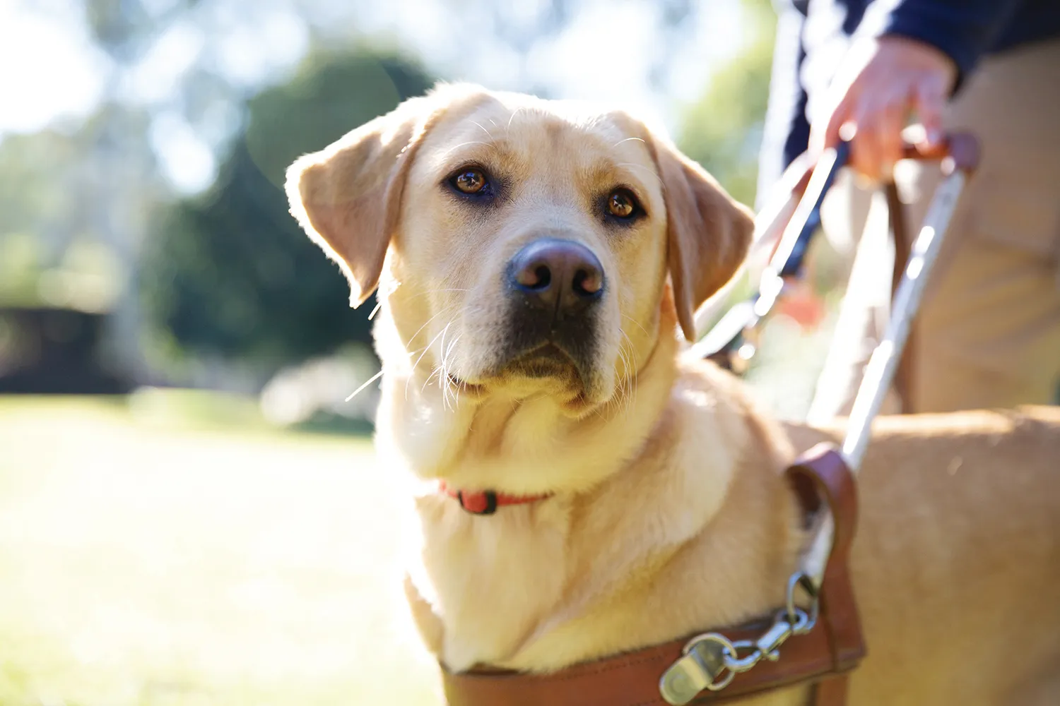 Willed and Guide Dogs NSW/ACT | Willed'